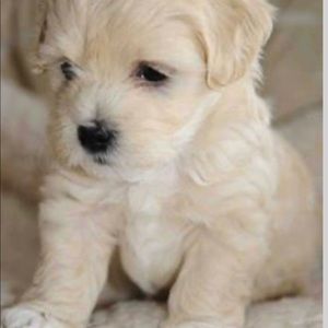 Meet your Posher, Nikki